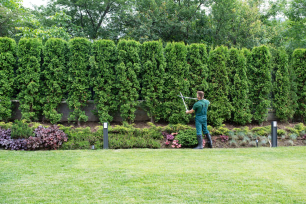 Lawn Renovation and Restoration in Green Springs, OH